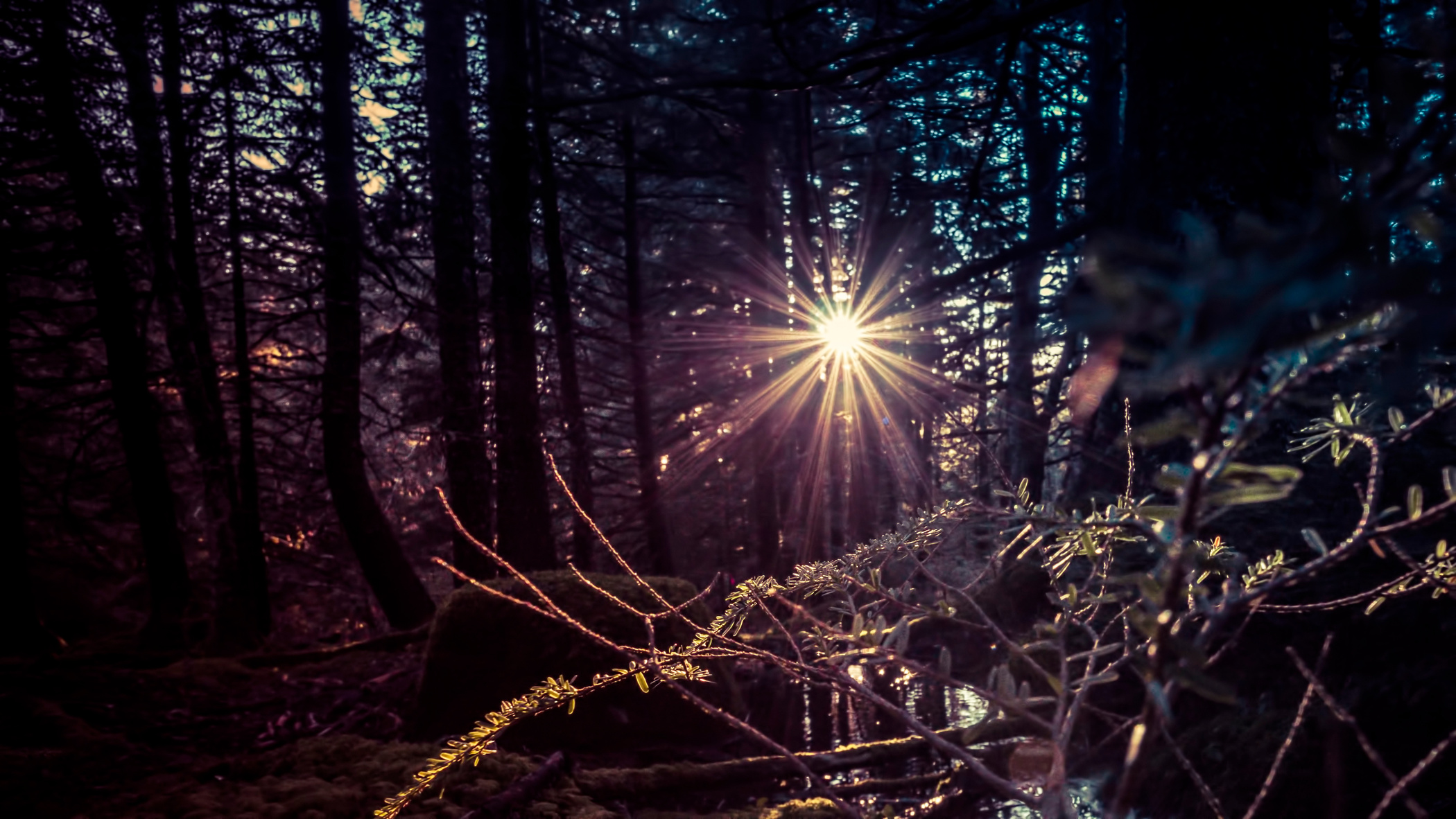 Forest Magic